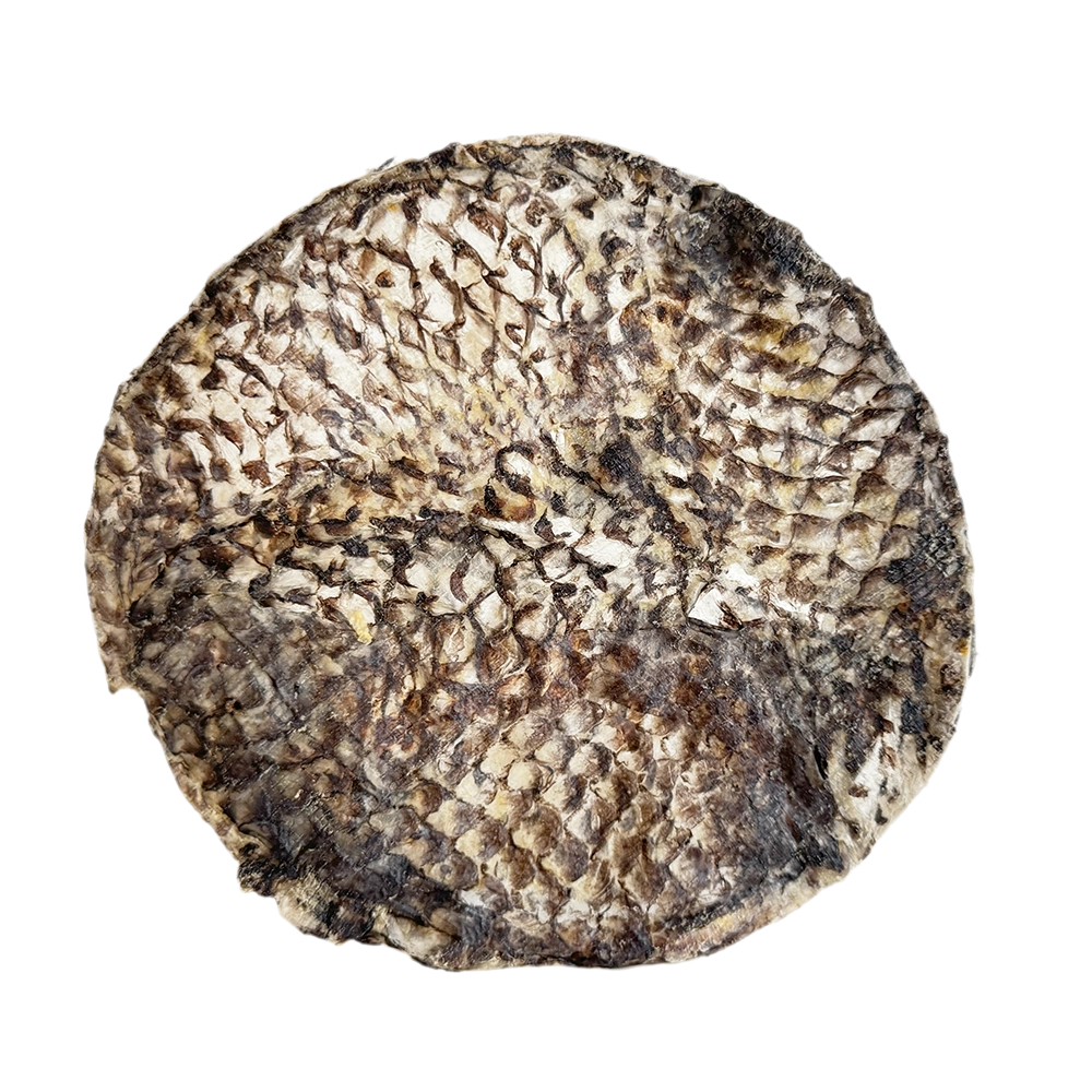 Home Range - FursBee Tilapia Disc [15 ct]